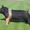 Sows DCM Hampshires & Durocs